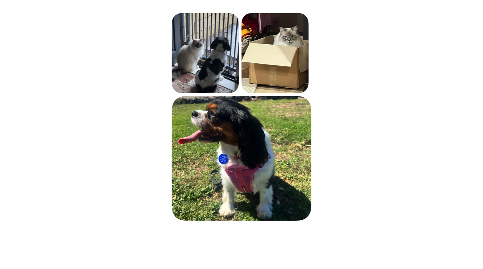 Cavalier King Charles Pitel Family